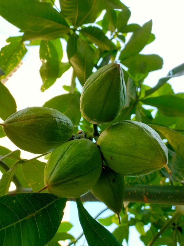 馬拉巴栗（發財樹Pachira aquatica）：圖片 2