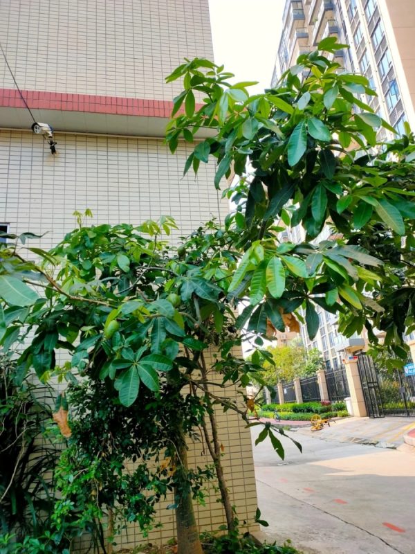 馬拉巴栗（發財樹Pachira aquatica）：圖片 4