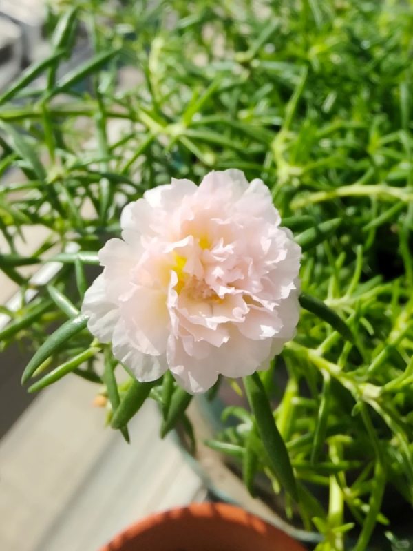 松葉牡丹（太陽花、 Portulaca grandiflora）
