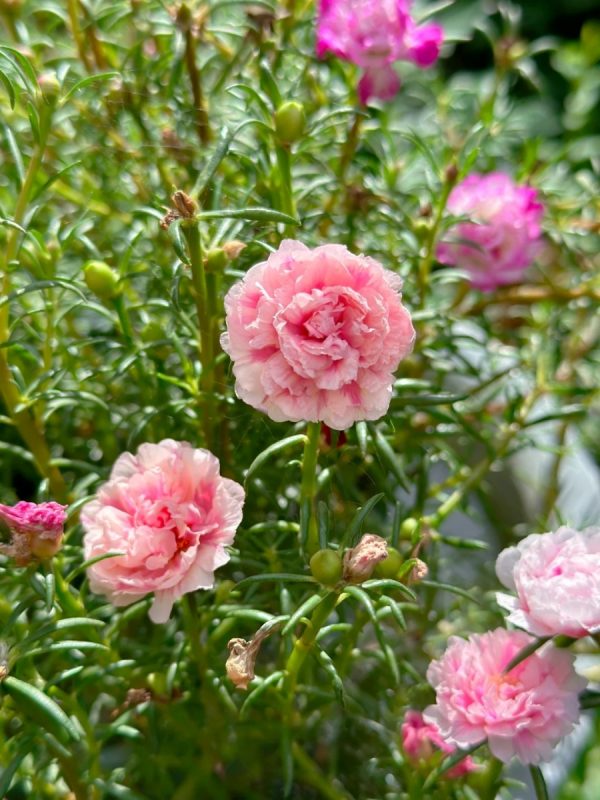 松葉牡丹（太陽花、 Portulaca grandiflora）：圖片 2