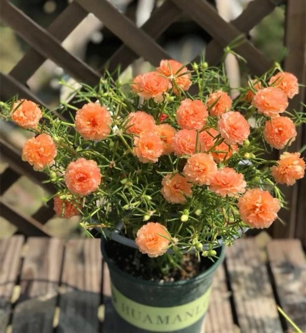 松葉牡丹（太陽花、 Portulaca grandiflora）：圖片 3
