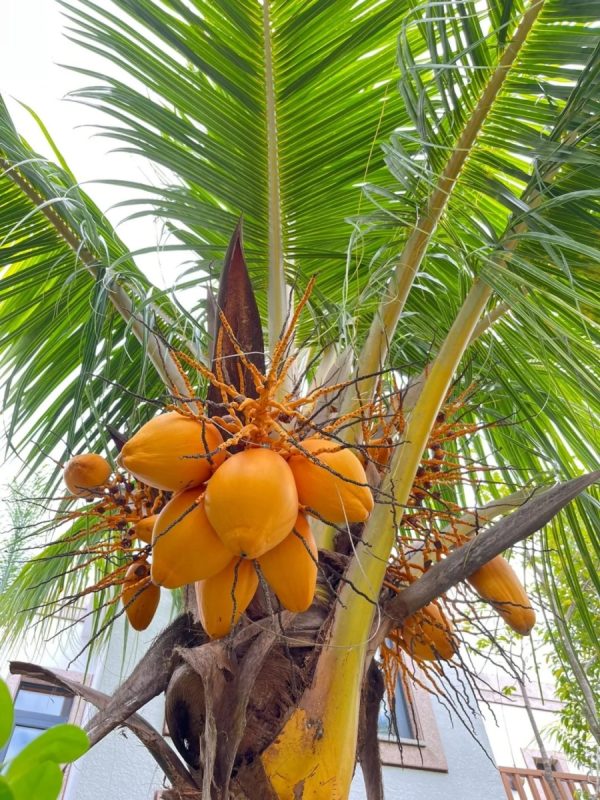 黃椰子（Dypsis lutescens ）：圖片 4