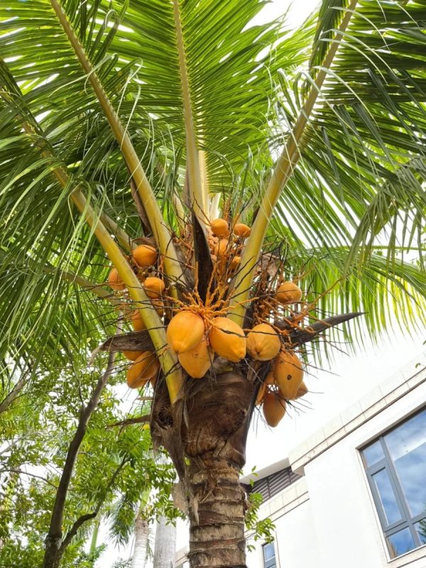 黃椰子（Dypsis lutescens ）：圖片 3