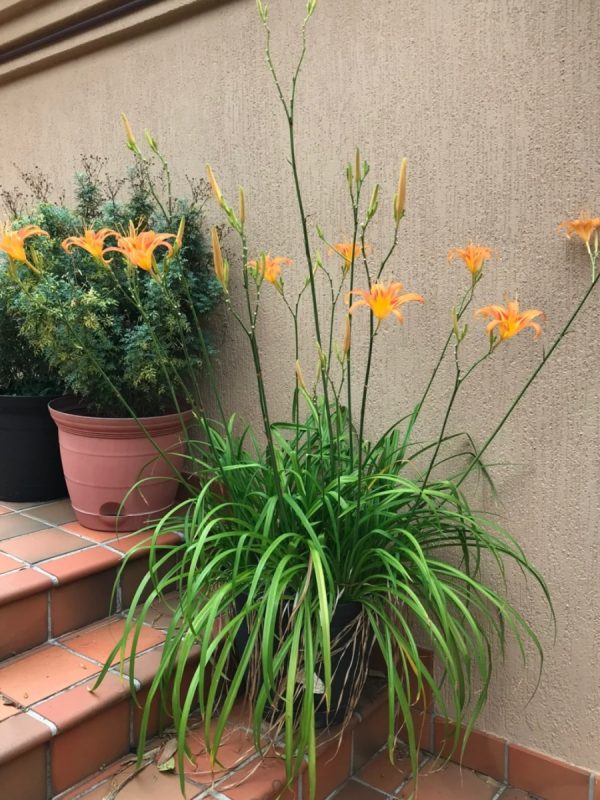 金針花 （黃花菜、 Hemerocallis fulva）：圖片 3