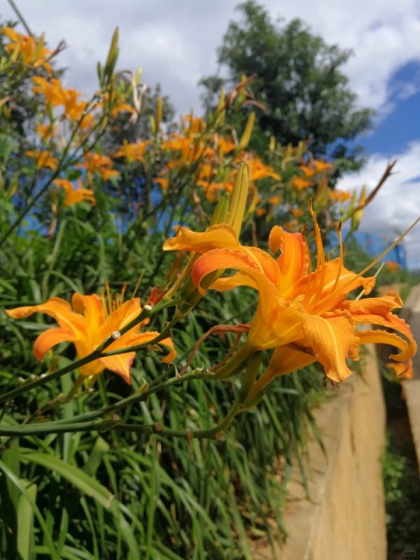 金針花 （黃花菜、 Hemerocallis fulva）：圖片 4