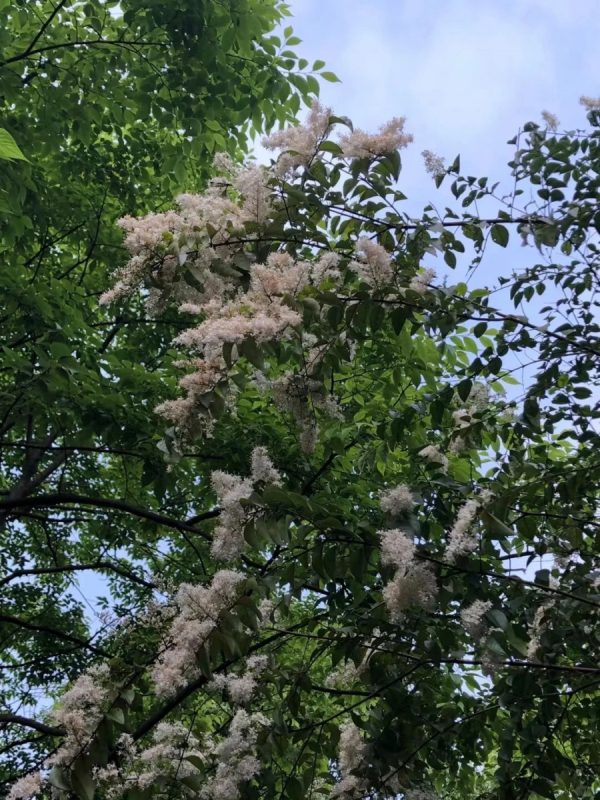 黑果腺肋花楸（Aronia melanocarpa）：圖片 4