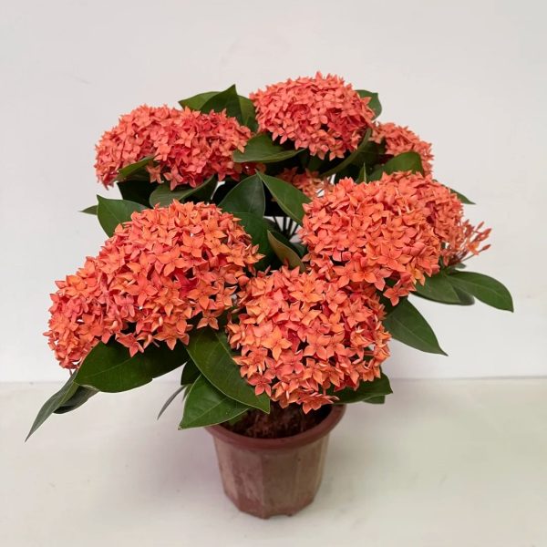 大王仙丹花（Ixora chinensis）：圖片 3