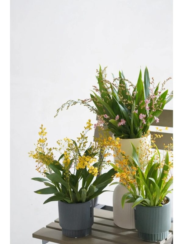 文心蘭（Spider Orchid）：圖片 3