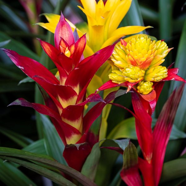 觀花鳳梨（Bromeliad）