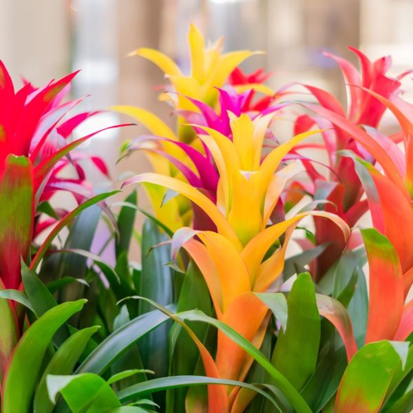 觀花鳳梨（Bromeliad）：圖片 2