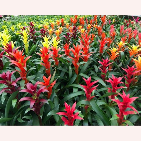 觀花鳳梨（Bromeliad）：圖片 4