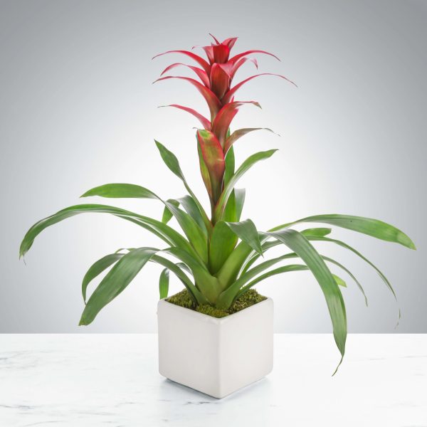 觀花鳳梨（Bromeliad）：圖片 3
