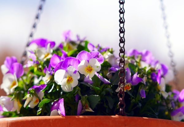 三色堇（Viola tricolor）：圖片 3