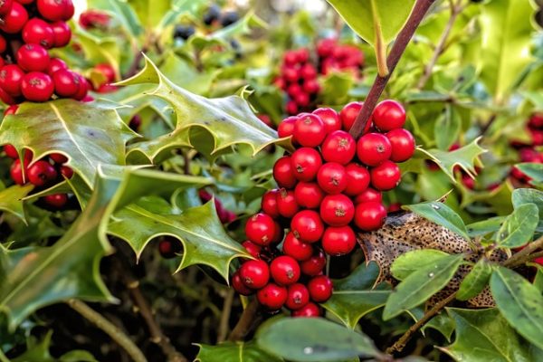 冬青（Ilex spp.）：圖片 4