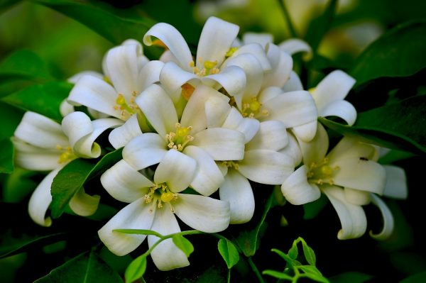 七里香（Murraya paniculata）：圖片 2