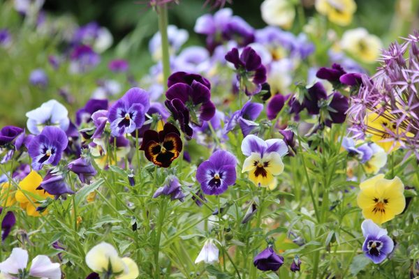 三色堇（Viola tricolor）：圖片 4