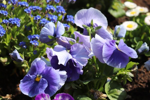 三色堇（Viola tricolor）：圖片 2