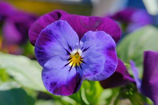 三色堇（Viola tricolor）
