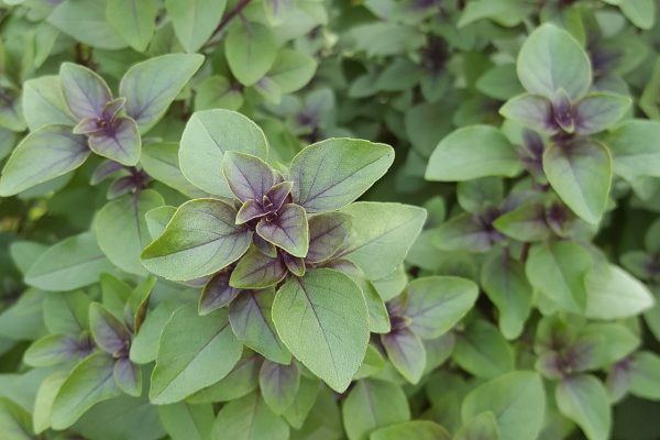九層塔（羅勒、Ocimum tenuiflorum）