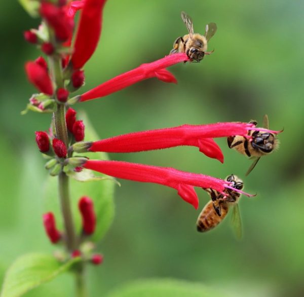 一串紅（Salvia splendens）