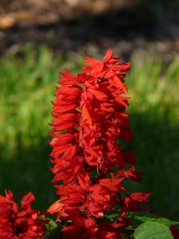 一串紅（Salvia splendens）：圖片 2