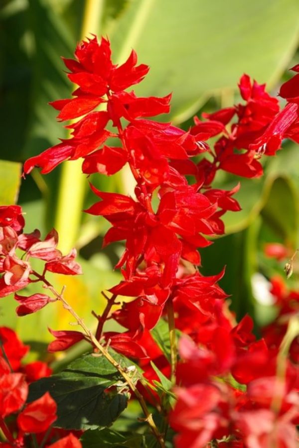 一串紅（Salvia splendens）：圖片 3